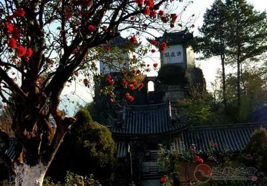 凤庆县各级领导对石洞峙百年山茶花古树保护工作进行中