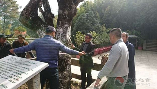 凤庆县各级领导对石洞峙百年山茶花古树保护工作进行中