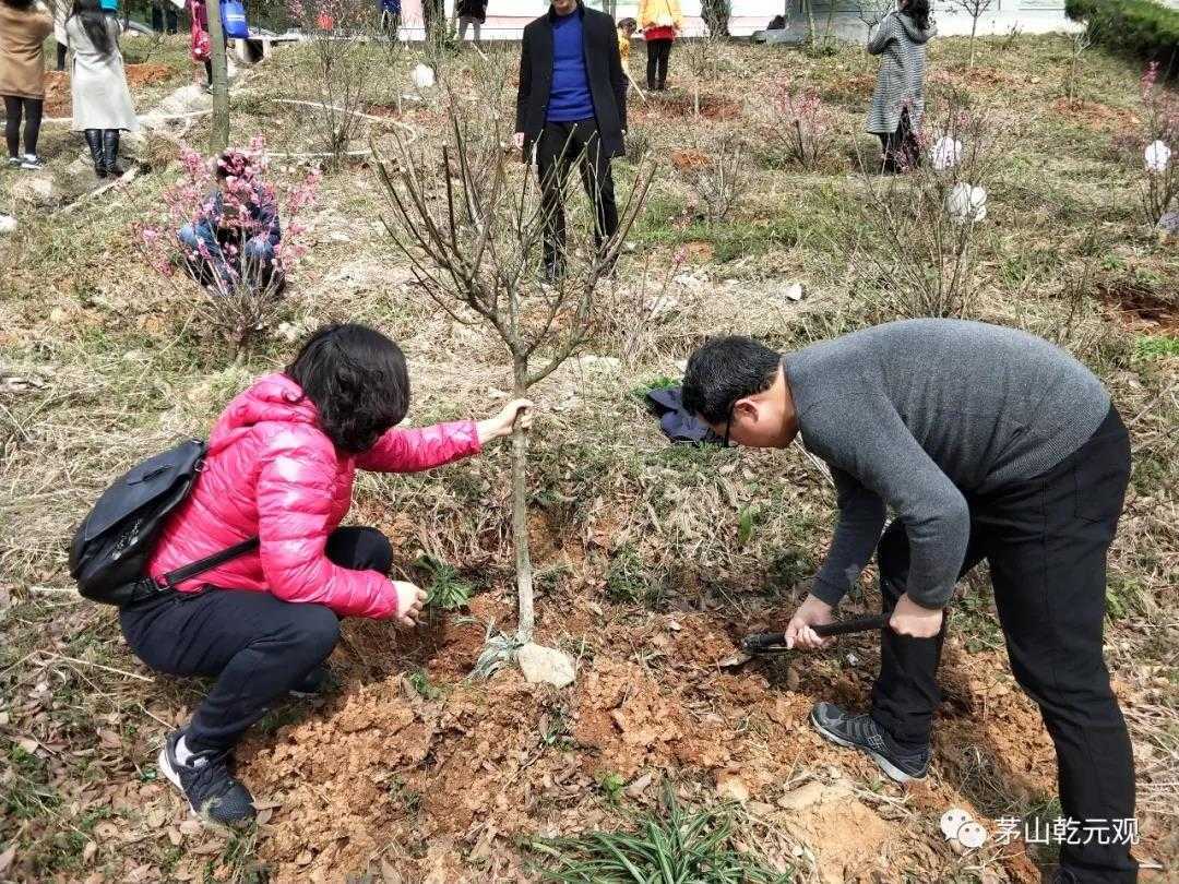 江苏茅山乾元观组织联合开展义务植树活动