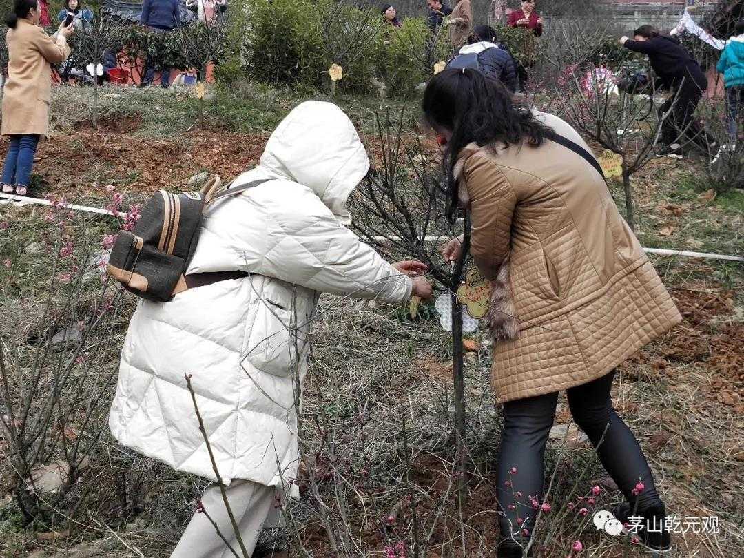 江苏茅山乾元观组织联合开展义务植树活动